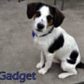 Photo of Gadget (On Trial 23/3/13)