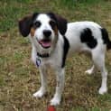 Photo of Gadget (On Trial 23/3/13)