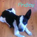 Photo of Findlay (On Trial 19/3/13)
