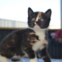 Photo of Belle