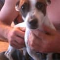 Photo of Mintie