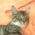 Photo of Meesha