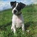 Photo of Popcorn