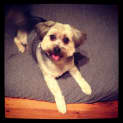 Photo of Yoda