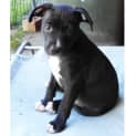 Photo of Roley