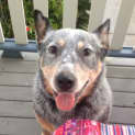 Photo of Whisky (On Trial 23/3/13)