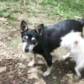 Photo of Maggie(on Trial 3/5/13)