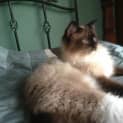 Photo of Willow