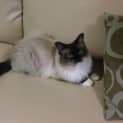 Photo of Willow