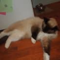 Photo of Willow