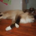 Photo of Willow