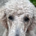 Photo of Poppy