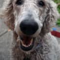 Photo of Poppy