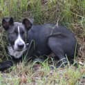 Photo of Shiloh