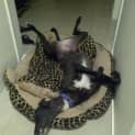 Photo of Pepper