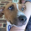 Photo of Ajax(2) (On Trial 6/4/13)