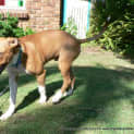 Photo of Ajax(2) (On Trial 6/4/13)