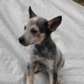Photo of Crumpet