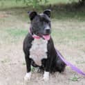 Photo of Violet
