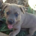 Photo of Lola