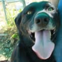 Photo of Ace