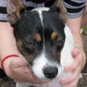 Photo of Dexter(on Trial 22/4)