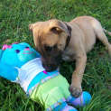 Photo of Jaxson (On Trial 4/5/13)
