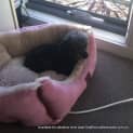 Photo of Millie (Adopted 19/4/13)