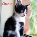 Photo of Charlie