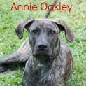 Photo of Annie Oakley (On Medical Hold)