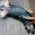 Photo of Gypsy (Adopted 3/5/13)