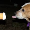 Photo of Tilly (On Trial 25/5/13)