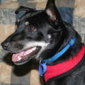 Photo of Jacko (On Trial 5/5/13)