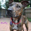 Photo of Buffy (Adopted Mid May 2013)