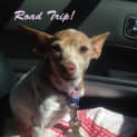 Photo of Bonnie (Adopted 16/7/13)