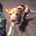 Photo of Bonnie (Adopted 16/7/13)