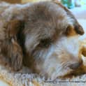 Photo of Polo (On Trial 21/4/13)