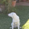 Photo of Dice Truly Remarkable Pup! Foster Needed
