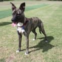 Photo of Delilah (Adopted 30/11/13)