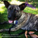 Photo of Delilah (Adopted 30/11/13)
