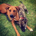 Photo of Delilah (Adopted 30/11/13)