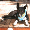 Photo of Brutis (On Trial 23/4/13)