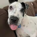 Photo of Sven *$150 Adoption Fee*