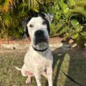 Photo of Sven *$150 Adoption Fee*