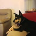 Photo of Alice (On Trial 22/4/13)