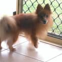 Photo of Honey