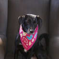 Photo of Ella (On Trial 17/4/13)