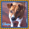 Photo of Chops (On Trial 15/7/13)