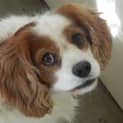 Photo of Lucky *On Trial In His New Home*