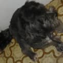 Photo of Axel